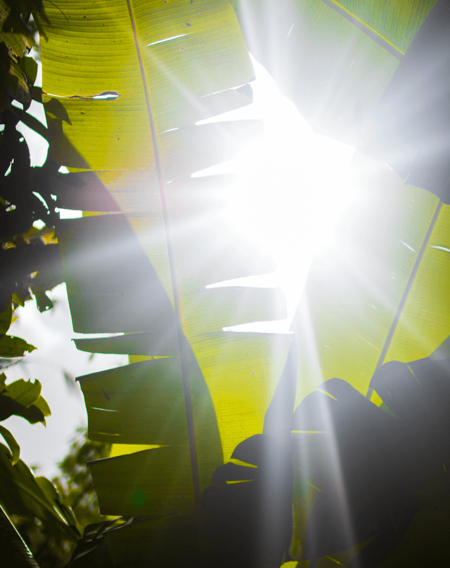 Web-Image-Vertical-436-x-550-PRJ-R2-AwakenYourAssortment_VB 2
